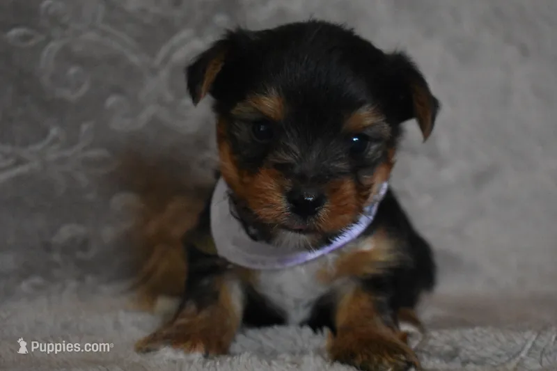 Happy – Yorkshire Terrier puppy for sale in Fairfax, MO