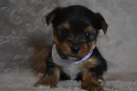 Happy, a male Yorkshire Terrier for sale in Fairfax, MO – 1 of 4