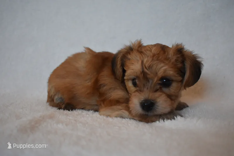 Happy – Havanese, Yorkshire Terrier puppy for sale in Fairfax, MO