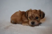 Happy, a male Havanese and Yorkshire Terrier for sale in Fairfax, MO – 1 of 4