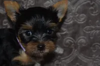 Mooney, a male Yorkshire Terrier for sale in Fairfax, MO – 3 of 4