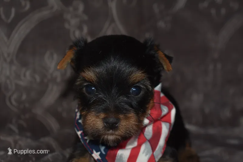 Mason – Yorkshire Terrier puppy for sale in Fairfax, MO