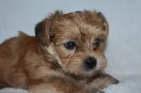 Happy, a male Havanese and Yorkshire Terrier for sale in Fairfax, MO – 4 of 4