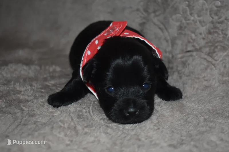 Keller – Miniature Schnauzer, Yorkshire Terrier puppy for sale in Fairfax, MO