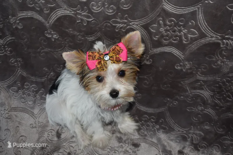 Parti Girl – Yorkshire Terrier puppy for sale in Fairfax, MO