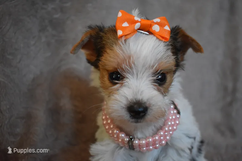 Parti Girl – Yorkshire Terrier puppy for sale in Fairfax, MO