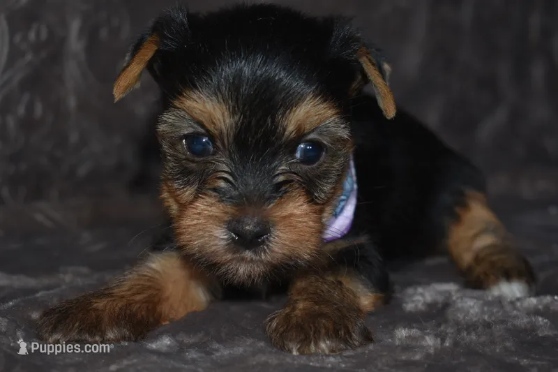 Mavrick – Yorkshire Terrier puppy for sale in Fairfax, MO