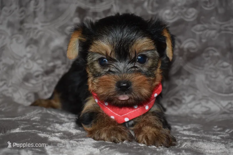 Mavrick – Yorkshire Terrier puppy for sale in Fairfax, MO