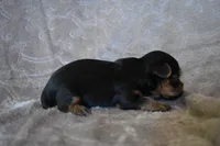 Mason, a male Yorkshire Terrier for sale in Fairfax, MO – 2 of 4