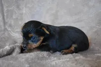 Mickey, a male Yorkshire Terrier for sale in Fairfax, MO – 2 of 4