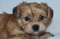 Happy, a male Havanese and Yorkshire Terrier for sale in Fairfax, MO – 2 of 4