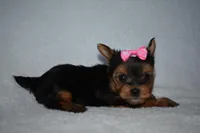 Etta, a female Yorkshire Terrier for sale in Fairfax, MO – Photo 2 of 4