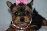 Etta, a female Yorkshire Terrier for sale in Fairfax, MO – Photo 4 of 4