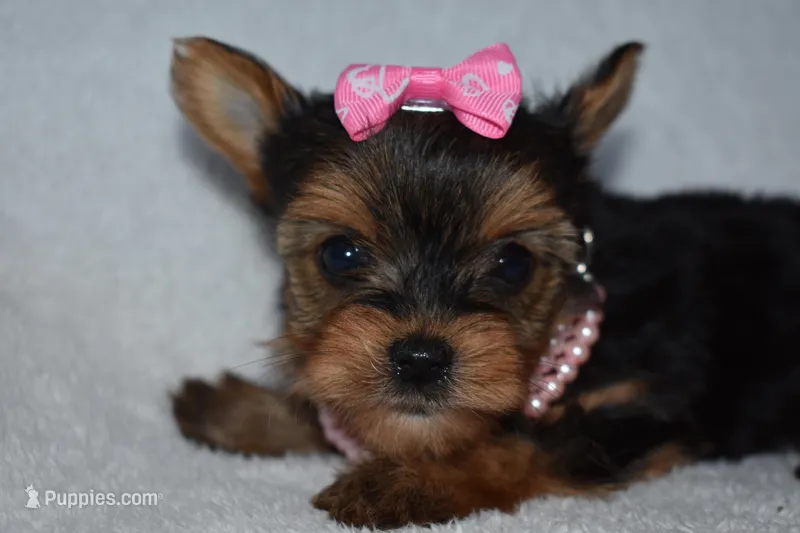 Etta – Yorkshire Terrier puppy for sale in Fairfax, MO