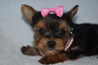 Etta, a female Yorkshire Terrier for sale in Fairfax, MO – Photo 1 of 4