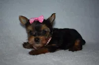 Etta, a female Yorkshire Terrier for sale in Fairfax, MO – Photo 3 of 4