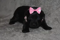 Kessie, a female Miniature Schnauzer and Yorkshire Terrier for sale in Fairfax, MO – 2 of 5