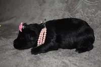 Kessie, a female Miniature Schnauzer and Yorkshire Terrier for sale in Fairfax, MO – 3 of 5
