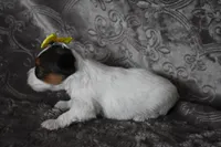 Sweet Girl, a female Yorkshire Terrier for sale in Fairfax, MO – 2 of 5