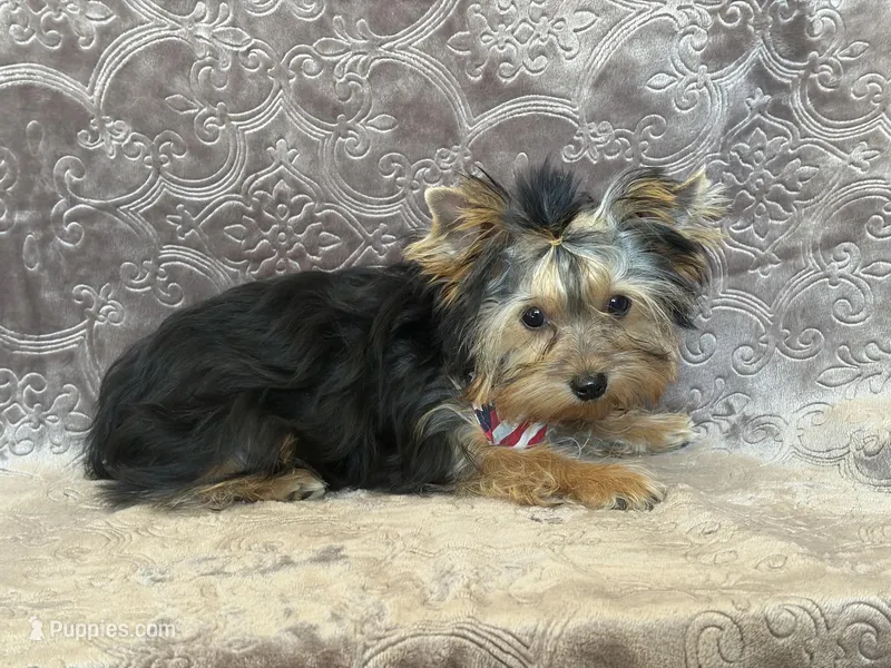 Mooney – Yorkshire Terrier puppy for sale in Fairfax, MO