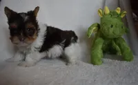 Parti Boy, a male Yorkshire Terrier for sale in Fairfax, MO – 4 of 5