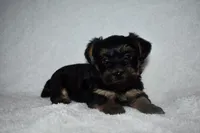 Hank, a male Havanese and Yorkshire Terrier for sale in Fairfax, MO – 1 of 3
