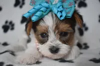 Oakley, a female Yorkshire Terrier for sale in Fairfax, MO – Photo 1 of 6