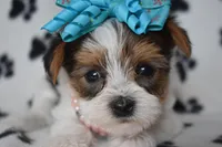 Oakley, a female Yorkshire Terrier for sale in Fairfax, MO – Photo 6 of 6