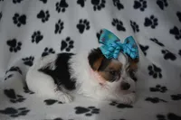 Oakley, a female Yorkshire Terrier for sale in Fairfax, MO – Photo 2 of 6