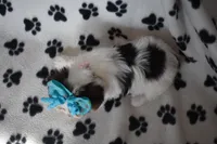 Oakley, a female Yorkshire Terrier for sale in Fairfax, MO – Photo 4 of 6