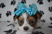 Oakley, a female Yorkshire Terrier for sale in Fairfax, MO – Photo 5 of 6