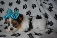 Oakley, a female Yorkshire Terrier for sale in Fairfax, MO – Photo 3 of 6