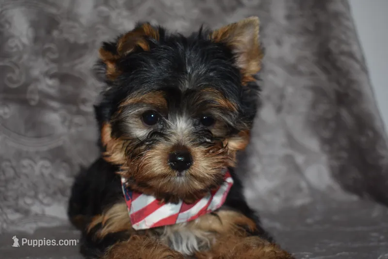 Mavrick – Yorkshire Terrier puppy for sale in Fairfax, MO