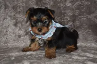 Mickey, a male Yorkshire Terrier for sale in Fairfax, MO – 2 of 4