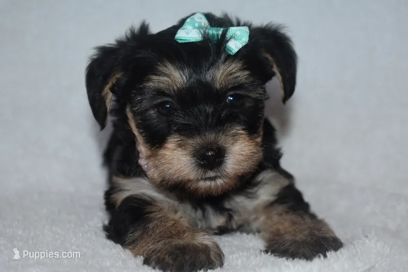 Hannah – Havanese, Yorkshire Terrier puppy for sale in Fairfax, MO