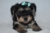 Hannah, a male Havanese and Yorkshire Terrier for sale in Fairfax, MO – 1 of 4