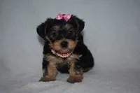 Hillary, a male Havanese and Yorkshire Terrier for sale in Fairfax, MO – 3 of 3