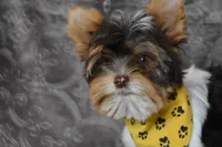 Parti Boy, a male Yorkshire Terrier for sale in Fairfax, MO – 4 of 4