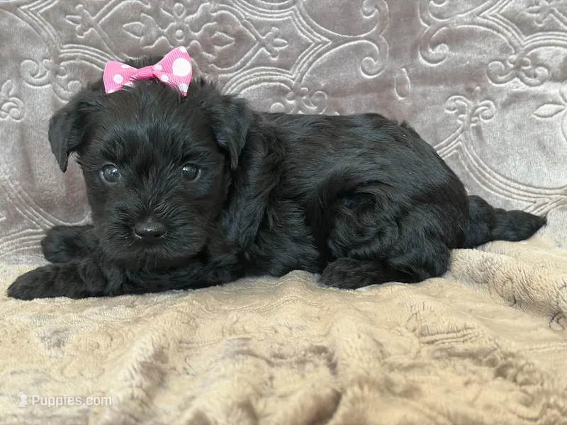 Kessie – Miniature Schnauzer, Yorkshire Terrier puppy for sale in Fairfax, MO