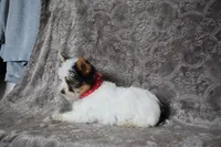 Parti Boy, a male Yorkshire Terrier for sale in Fairfax, MO – 4 of 5