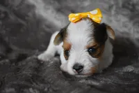 Parti Girl, a female Yorkshire Terrier for sale in Fairfax, MO – 5 of 5