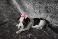 Gracelyn, a female Yorkshire Terrier for sale in Fairfax, MO – 4 of 5