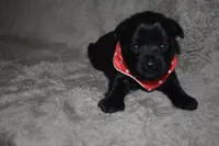 Keller, a male Miniature Schnauzer and Yorkshire Terrier for sale in Fairfax, MO – 4 of 4