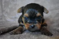Mavrick, a male Yorkshire Terrier for sale in Fairfax, MO – 4 of 4