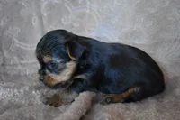 Mavrick, a male Yorkshire Terrier for sale in Fairfax, MO – 2 of 4