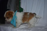 Trooper, a male Havanese and Yorkshire Terrier for sale in Fairfax, MO – Photo 3 of 4