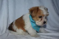 Trooper, a male Havanese and Yorkshire Terrier for sale in Fairfax, MO – Photo 2 of 4