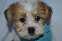 Trooper, a male Havanese and Yorkshire Terrier for sale in Fairfax, MO – Photo 1 of 4