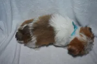 Trooper, a male Havanese and Yorkshire Terrier for sale in Fairfax, MO – Photo 4 of 4