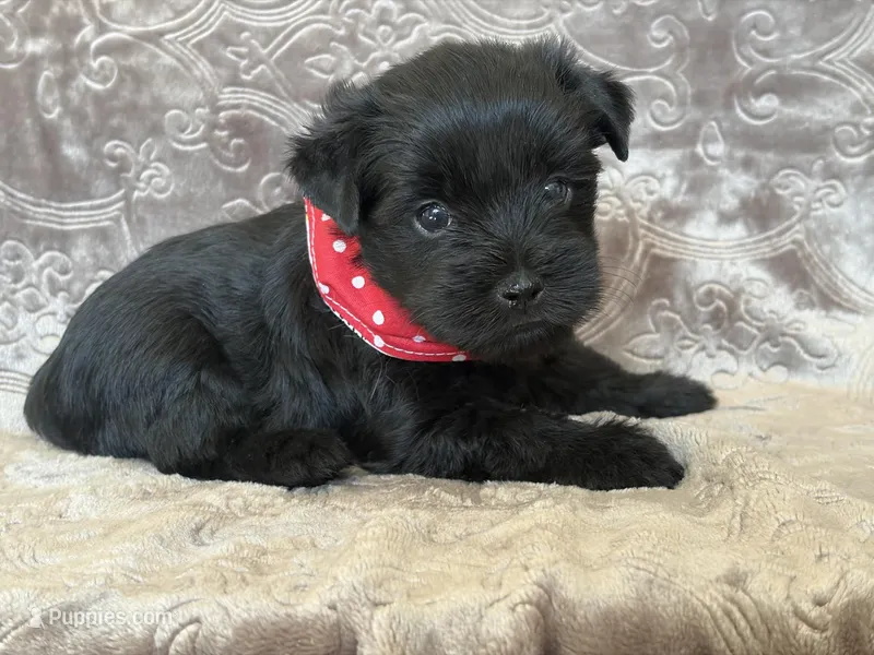 Keller – Miniature Schnauzer, Yorkshire Terrier puppy for sale in Fairfax, MO